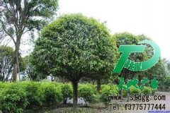 园林绿化成为当下社会的一种新时尚