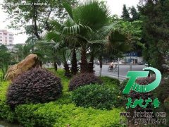 园林绿化为未来充满憧憬