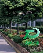 修建属于自己的园区利用更美观的园林绿化
